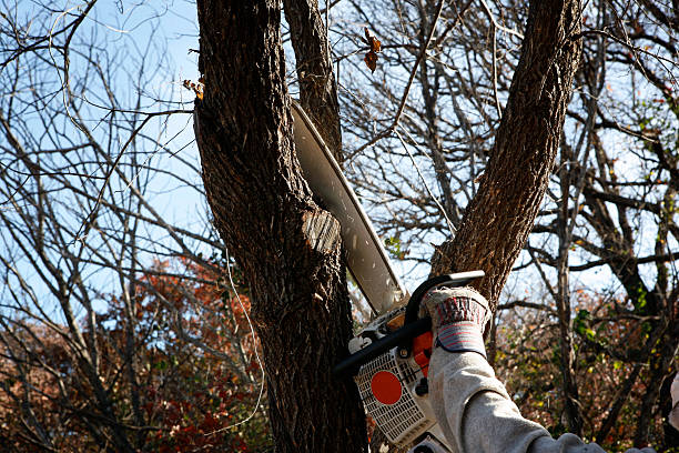 Reliable New Bern, NC Tree Services Solutions