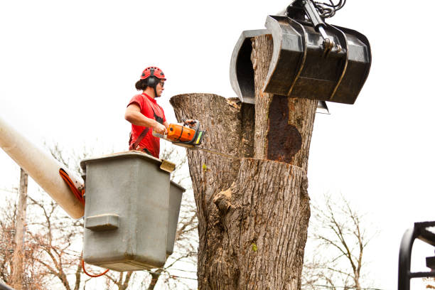 How Our Tree Care Process Works  in  New Bern, NC